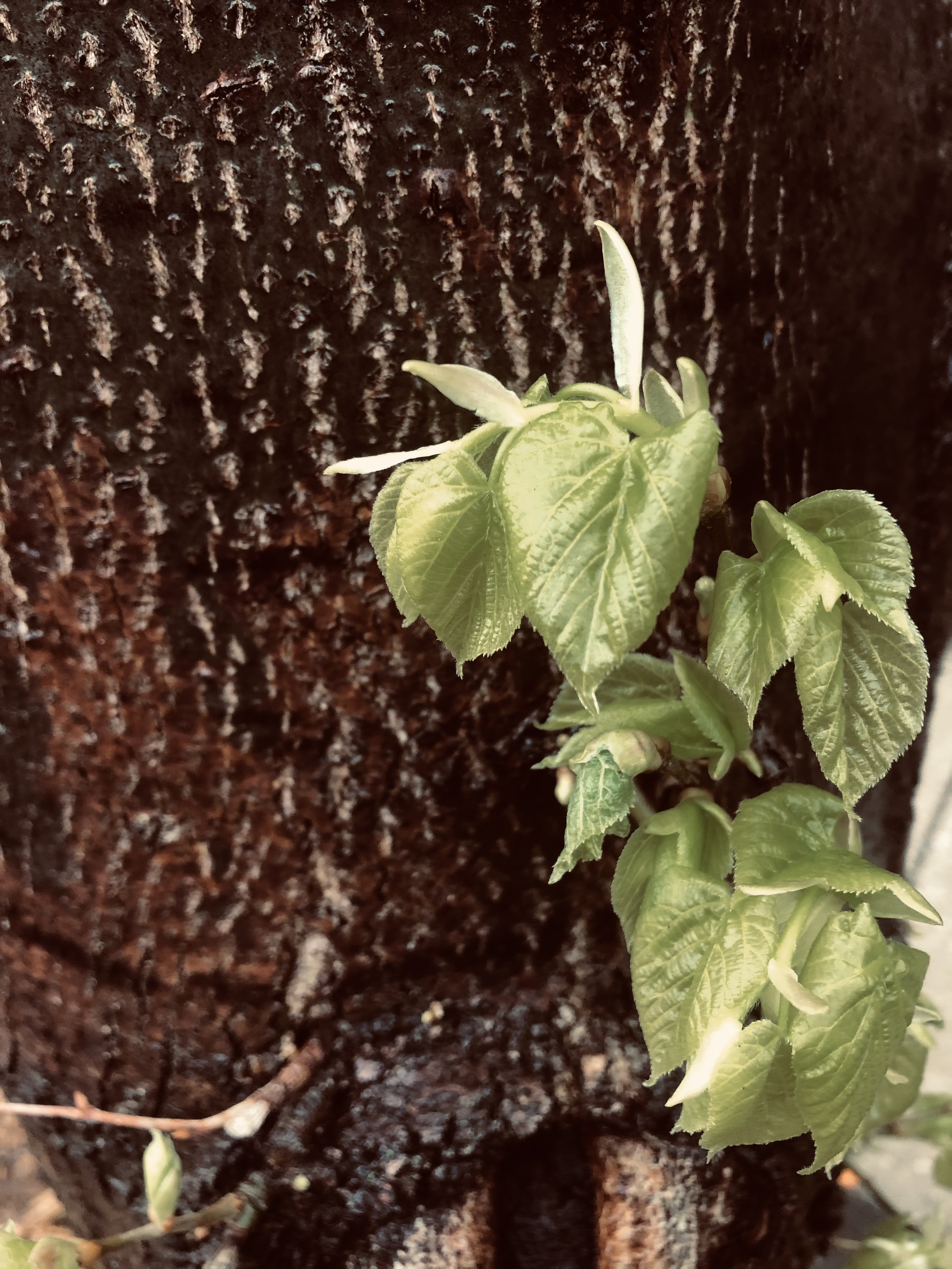 An elm trees young leaves begin to unfurl.