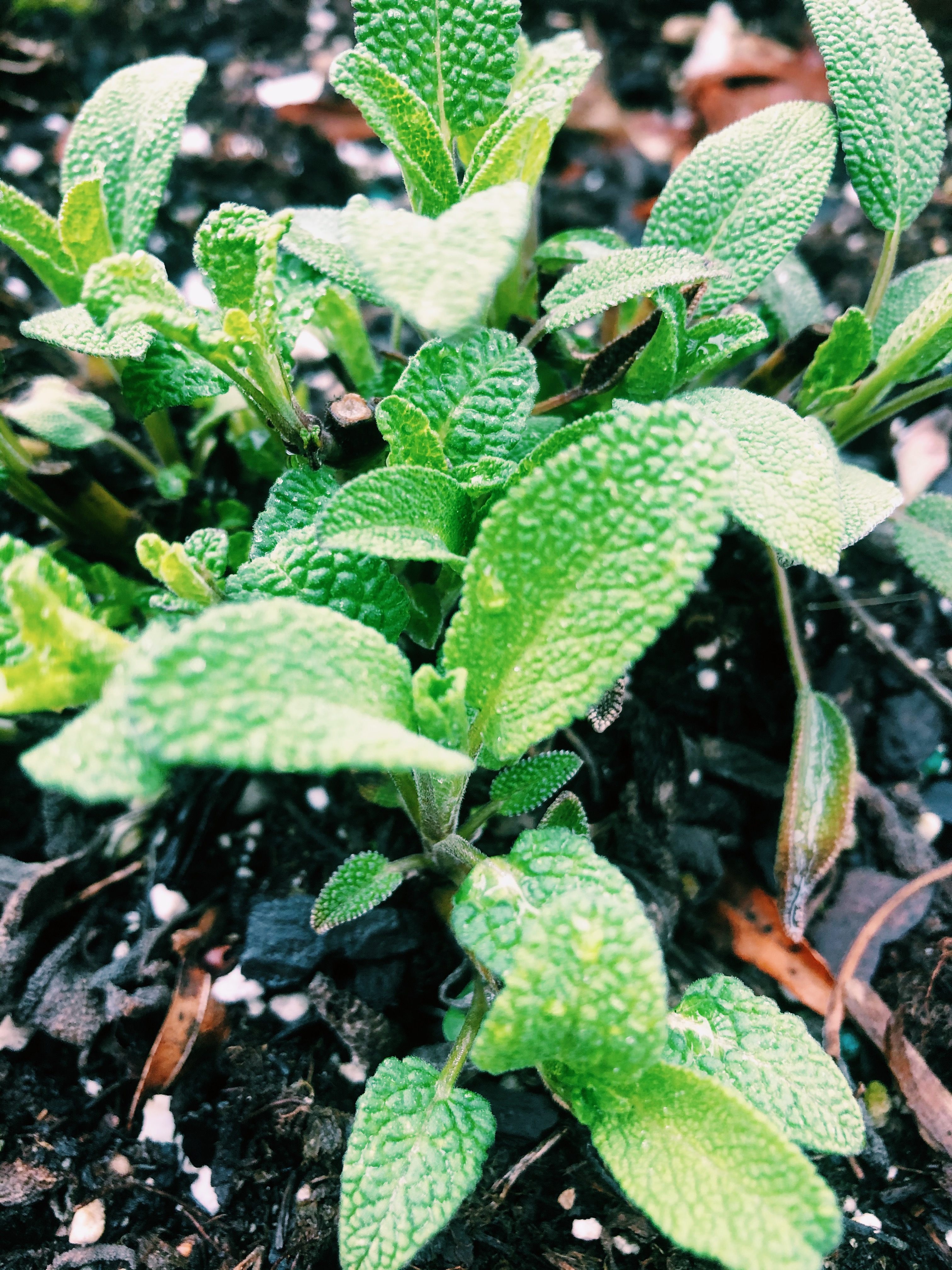 A young sage plant sprouts forth from last year's dead remains.