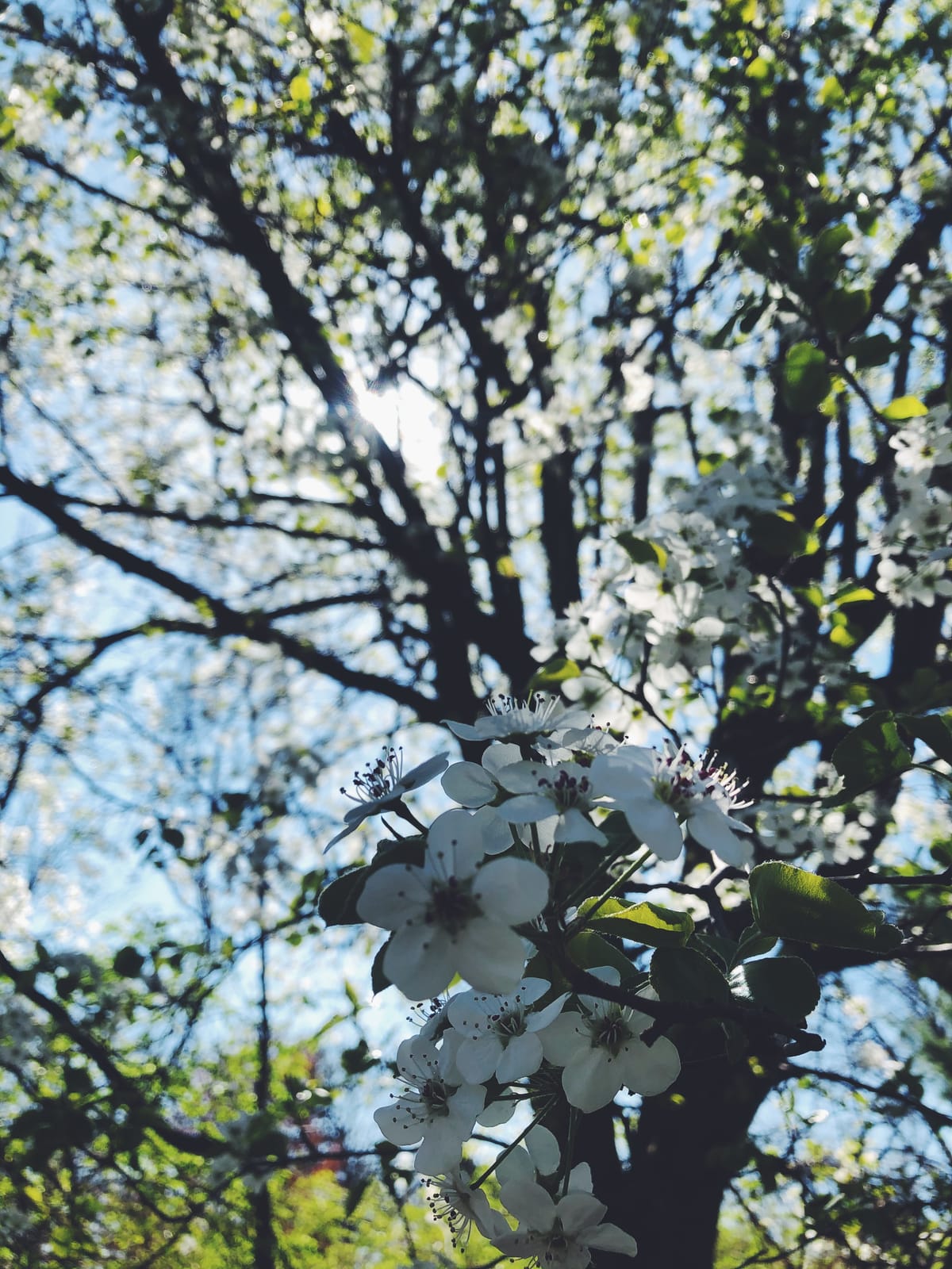 Weeping at Trees
